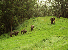 Muthanga Wildlife Sanctuary